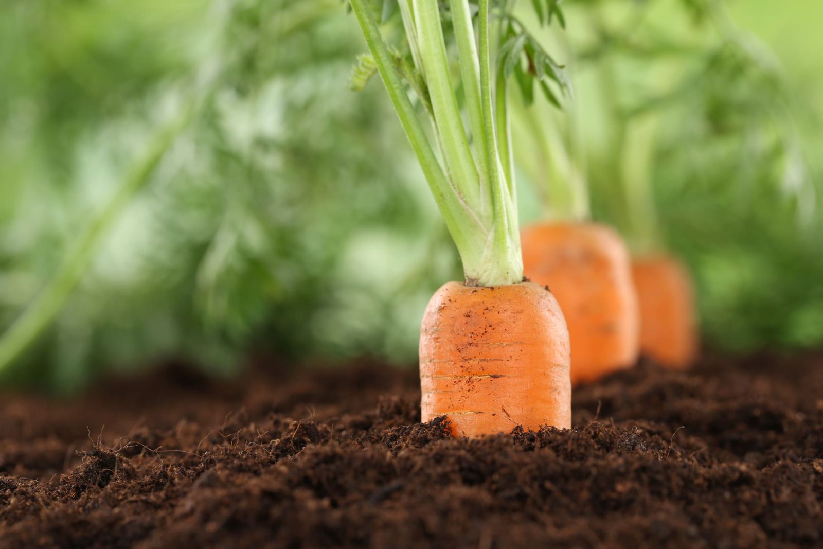 Healthy eating ripe carrots in vegetable garden in nature