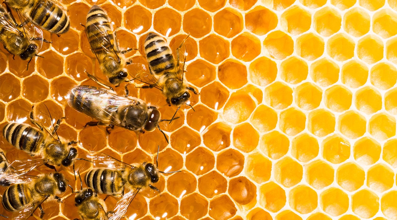 Bees on Beehive
